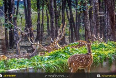 Malsi Deer Park in dehradun